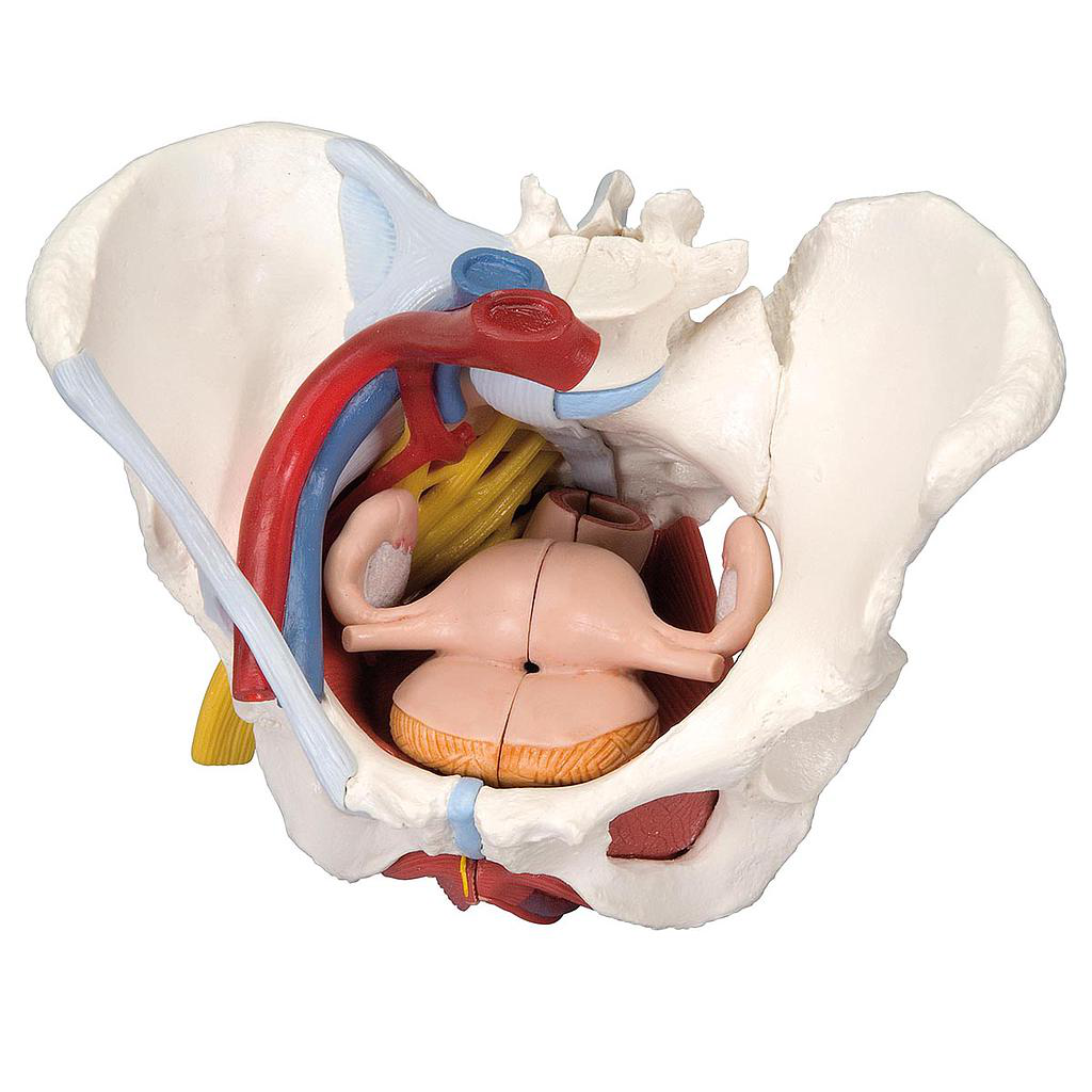Maqueta de Pelvis femenina con ligamentos, vasos, nervios, piso pélvico y órganos, 6-partes 3B Scientific 1000288 [H20/4]