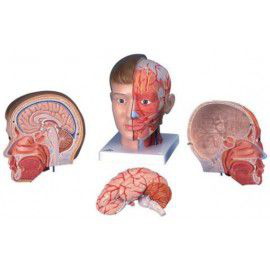 Maqueta cabeza con cuello 4 piezas 3bScientific 1000216 [C07]