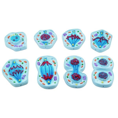 Modelo de mitosis de Eisco