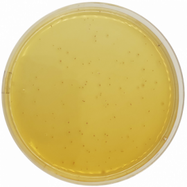 Agar MRS Condalab 1043