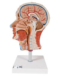 Modelo anatómico de media cabeza con músculos 3B Scientific 1000221 [C14]