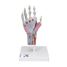 Modelo del esqueleto de la mano con ligamentos y músculos